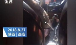 西安滴滴最新爆料,揭秘事件背后真相与影响